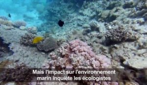 Dans les eaux de la mer Rouge, le regain du tourisme menace les coraux