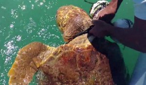 Un pecheur sauve une tortue piégée dans le fil d'une bouée en pleine mer