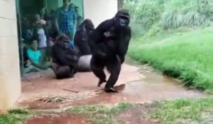 Ces gorilles n'aiment vraiment pas la pluie !