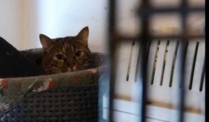 Création d'un refuge pour chats errants : la collecte de fonds toujours en cours