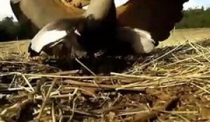 Cette maman oiseau courageuse défend son nid face à une moissonneuse