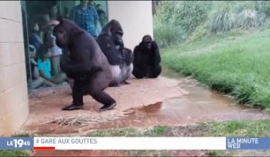 Buzz : Plus de 8 millions de personnes ont déjà vu cette vidéo de gorilles exposés à la pluie, et leur réaction est... - Regardez