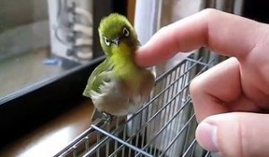 Ce petit oiseau adore qu'on lui fasse des câlins