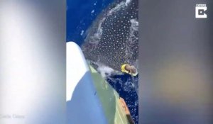 Ce requin-baleine vient demander des câlins