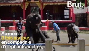 Utilisé comme attraction touristique, l'éléphanteau Dumbo est mort