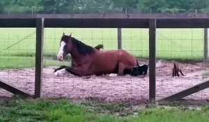 Ces bébés chèvres ont trouvé leur nouveau jeu préféré... Le dos du cheval