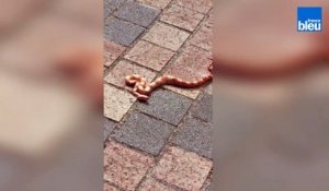 Un serpent dans le centre-ville de Fougères