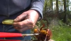 Il nous montre à quoi ressemble une reine FRELON... Impressionnant