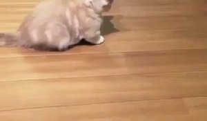 Cette vidéo du chaton jouant avec son ombre va faire fondre ton cœur