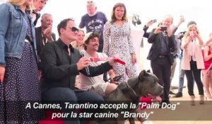 Tarantino accepte le 'Palm Dog' pour la star canine 'Brandy'