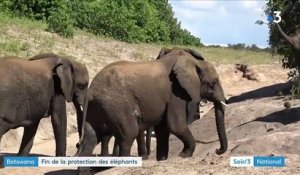 Botswana : fin de la protection des éléphants