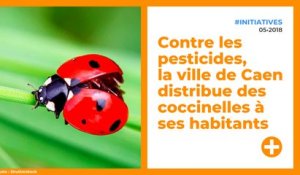 Contre les pesticides, la ville de Caen distribue des coccinelles