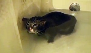Ce chat miaule sous l'eau et c'est tellement drôle