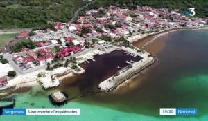 Guadeloupe : le fléau des sargasses