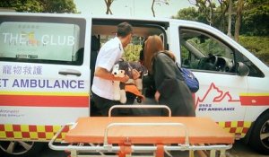 Les animaux domestiques de Hong-Kong ont aussi le droit à une ambulance