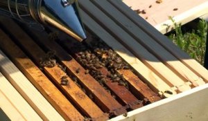 Topo CIMT abeilles