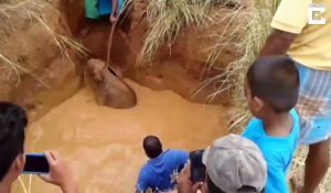 Tout le village tente de sauver un bébé éléphant coincé dans la boue !
