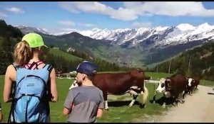 Emmontagnee : les vaches montent aux alpages à la clusaz