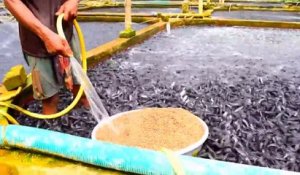 Ceci est une ferme d'élevage de poissons chats... Impressionnant