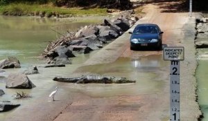Effrayant : quand un crocodile te coupe la route