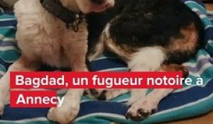 Bagdad, le chien retrouvé cinq ans après sa disparition à Annecy