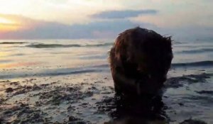 Douche d'un castor dans l'océan au bord de la plage !