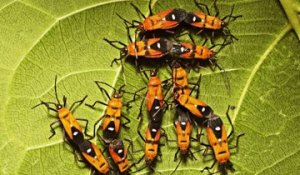 Declining Insect Numbers 'Threaten Collapse of Nature'