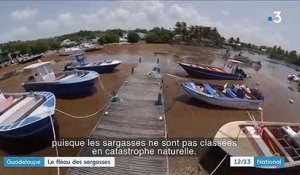 Guadeloupe : inquiétude autour des sargasses
