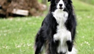 Le Border Collie : un chien de berger hyperactif mais un fidèle compagnon