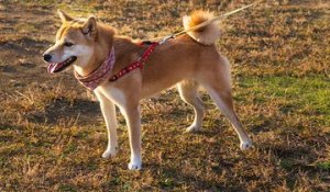 L'Akita Inu : le chien japonais aux allures majestueuses