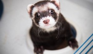 Quand Le Chien Pète Le Chat Vomit Sur Orange Vidéos