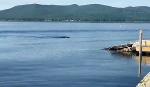 Un pygargue à tête blanche nage dans un lac