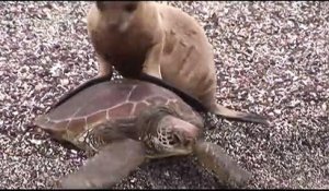 Un bébé lion de mer fait du rodéo sur une tortue