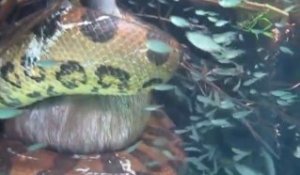 Un anaconda filmé sous l'eau avec sa proie en plein combat