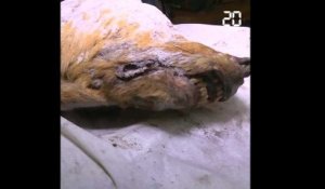 Russie: une gigantesque tête de loup vieille de 32.000 ans découverte en Sibérie