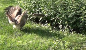 Un écureuil se défend férocement contre un aigle