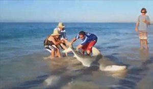 Des touristes sauvent un requin tigre échoué sur la plage