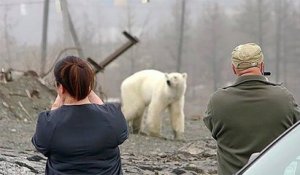 Affamé, un ours polaire est repéré dans une ville de Russie, à plus de 800 km de son habitat