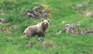 À 9 ans, il rencontre un ours sauvage dans les Pyrénées et le filme