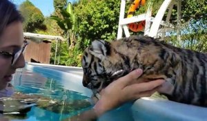 Premier bain dans la piscine pour ce tigron adorable