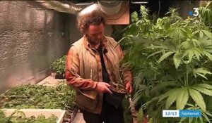 Creuse : les agriculteurs se préparent à cultiver le cannabis