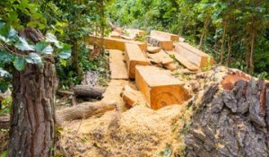 L'inquiétante disparition des forêts tropicales