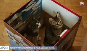 La France championne d'abandon d'animaux - ZAPPING ACTU HEBDO DU 22/06/2019