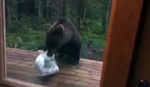 Ce pauvre ours a eu la peur de sa vie