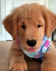 Admirez Comment Ce Chiot Est Adorable Trop Chou Sur Orange Videos