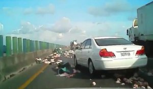 Un camion plein de poulets se renverse sur l'autoroute
