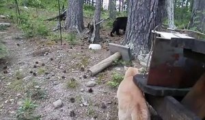 Un chat fait peur à un ours
