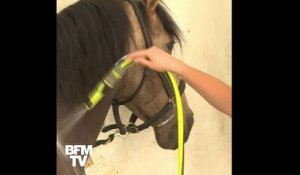 À Chantilly, des soins spécifiques pour les chevaux pendant la canicule