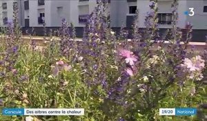 Angers : des arbres pour lutter contre la chaleur en milieu urbain