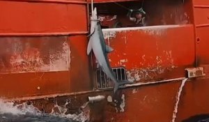 Greenpeace dénonce la surpêche de requins dans l'Atlantique Nord